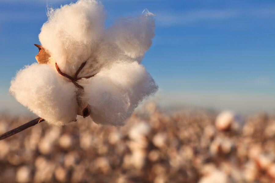 Cotton