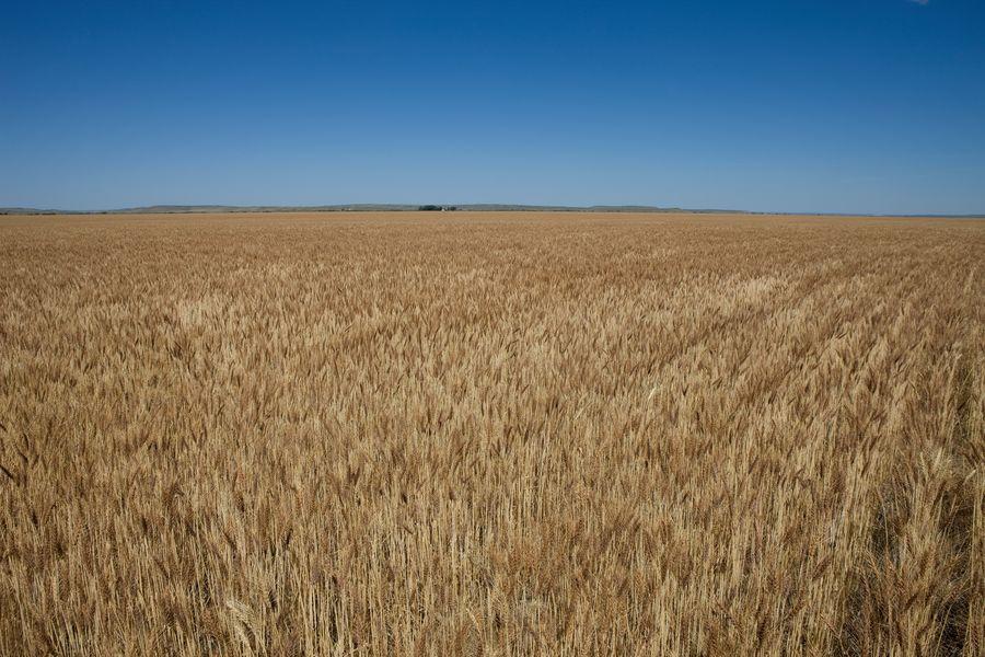 Wheat