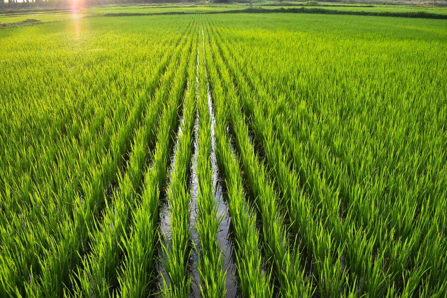Rice