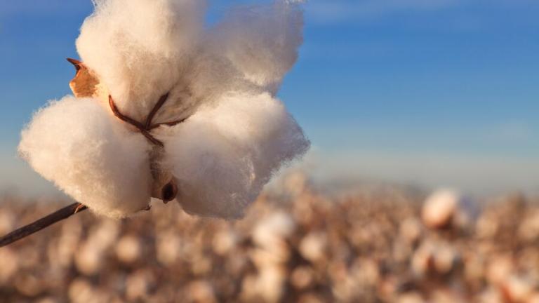 Cotton
