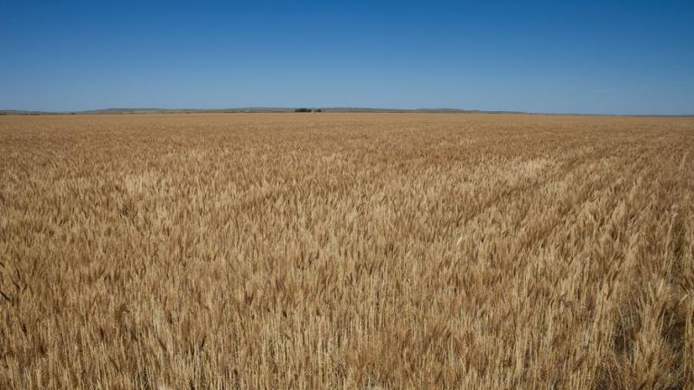 Wheat