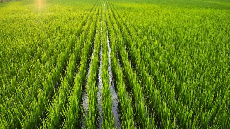 Rice